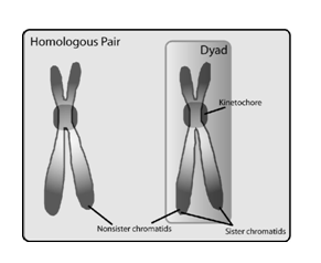 homologous pair